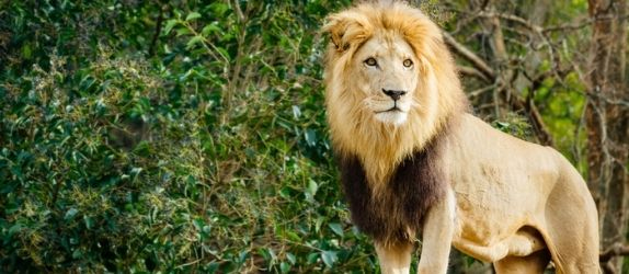 male lion at the atlanta zoo